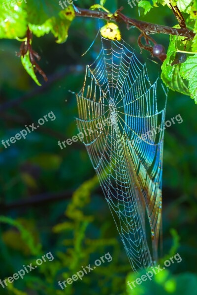 Spider Web Morning The Glare Free Photos