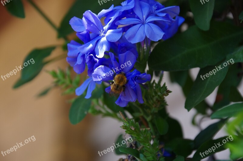 Bombo Bumblebee Insects Flowers Plumbago