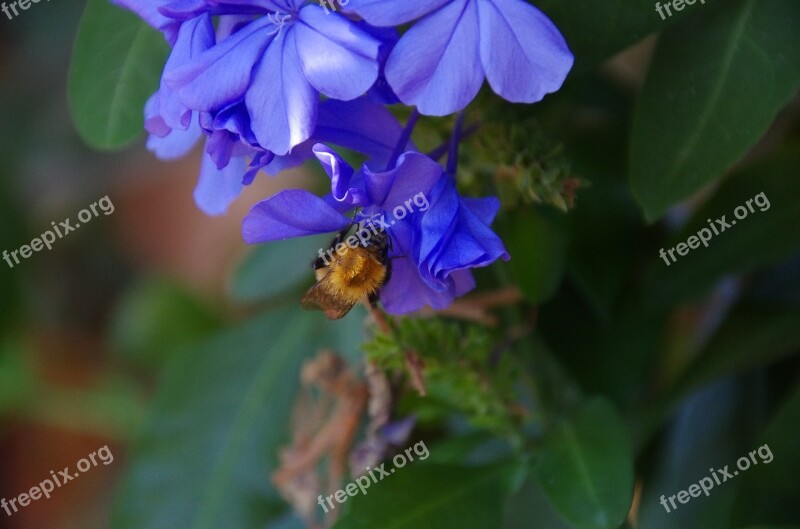 Bombo Bumblebee Insects Flowers Plumbago