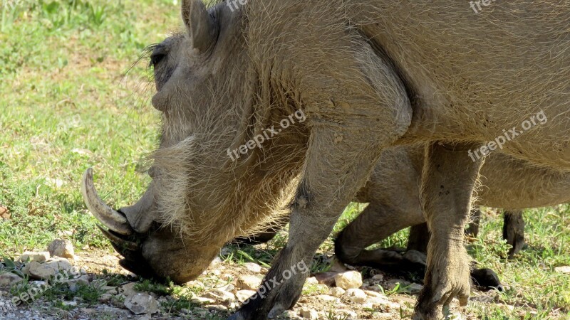 Warthog Wildlife Addo Elephant Park Africa Animal