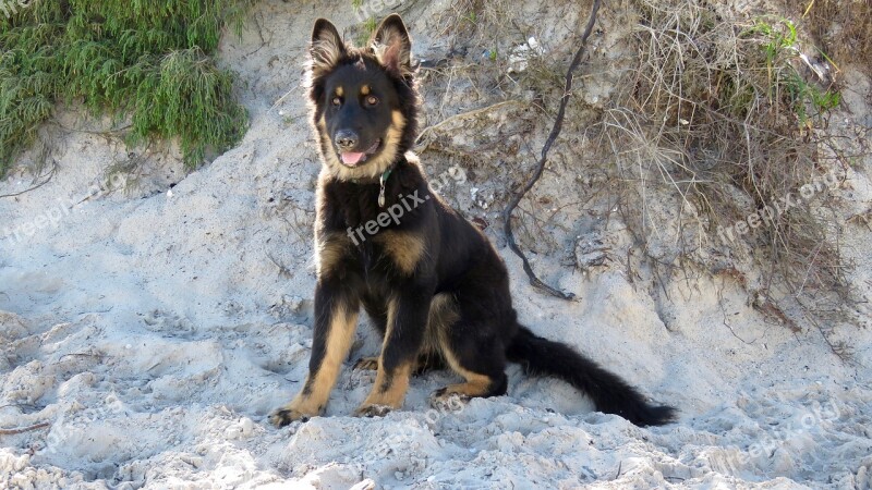 Dog German Shepherd Portrait Puppy Breed