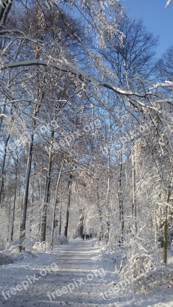 Winter Snow Cold Forest Nature