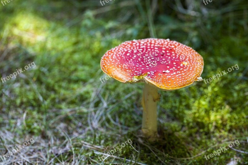 Amanita Muscaria Toxic Wild Mushroom Free Photos