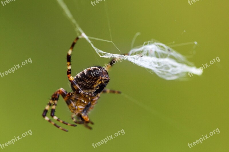 Spider Spider Web Network Gossamer Autumn