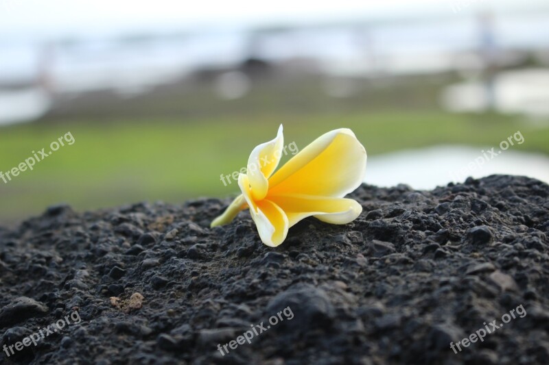 Flower Nature Yellow Freedom Contrast