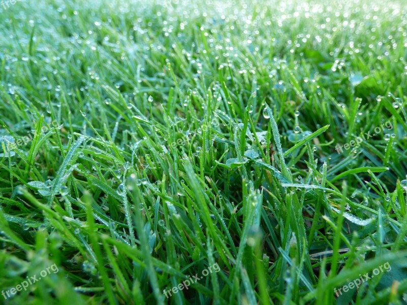 Grass Dew Lawn Morning Autumn