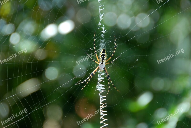 Garden Spider Yellow Black Color Garden