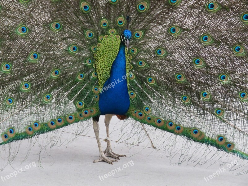 Peacock Peafowl Bird Blue Feather