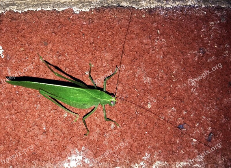 Katydid Insect Bug Tettigoniidae Bush Crickets