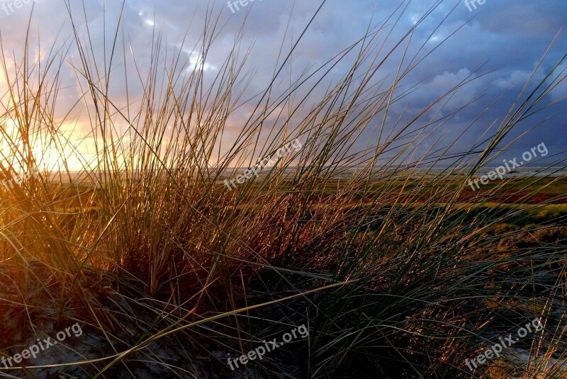 Sea Grass Dune Grass Dunes Grasses Sea