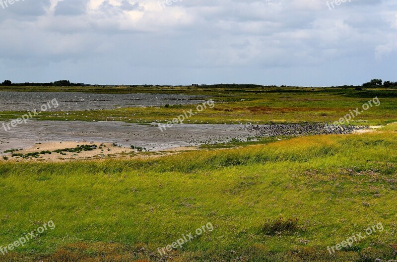 Sea Birds Coast Nature Watt Meadow Landscape