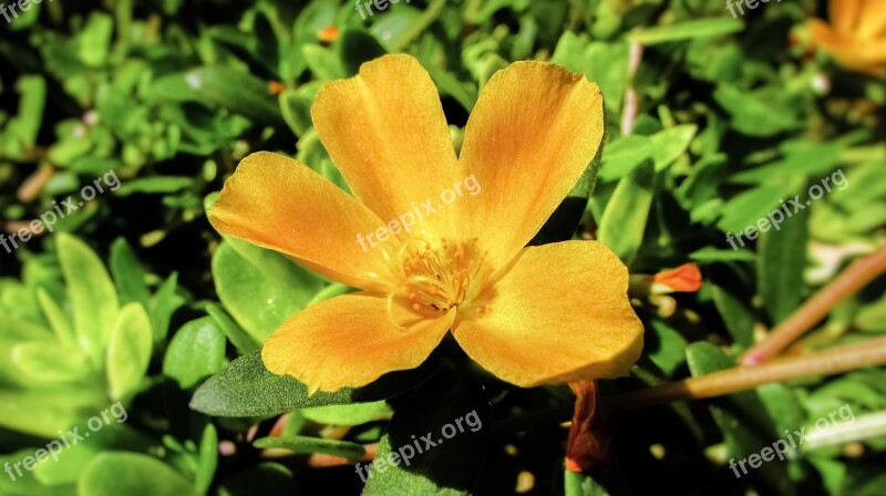 Portulaca Oleracea Flower Orange Plant Bloom