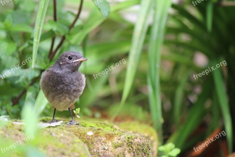 Juvenile Black Red Tailed Bird Bird Nature Outdoor