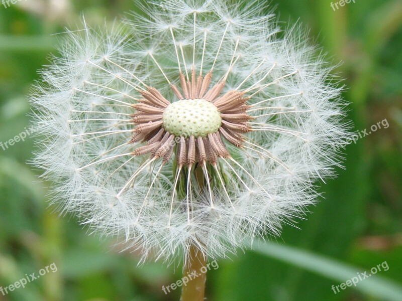 Flower Green Plant Nature Natural