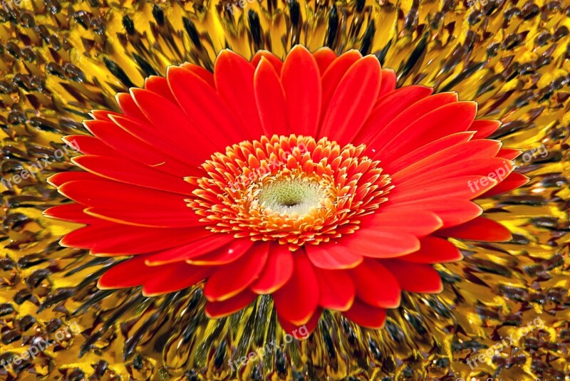 Gerbera Sunflower Background Creative Free Photos