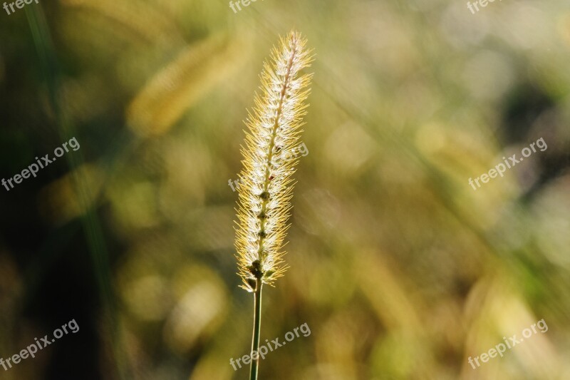 Grasses Nature Plant Green Grass