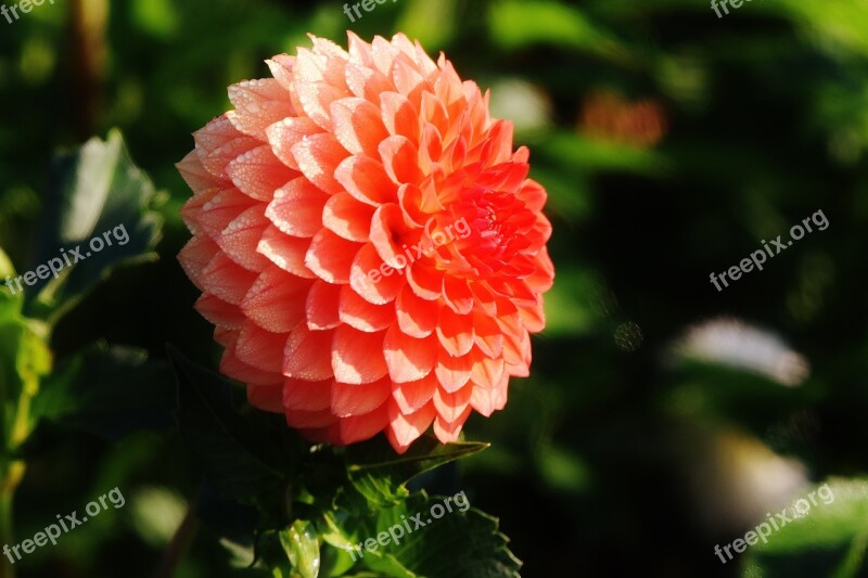 Dahlia Dahlias Autumn Asteraceae Flower Garden