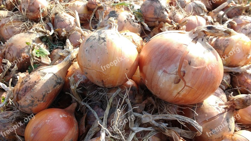 Cebola Colheita Comida Alimento Orgânico