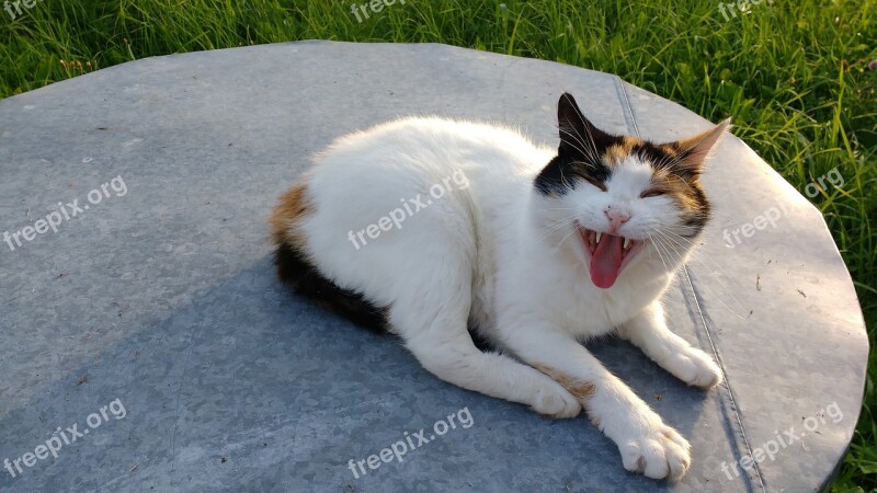 Gato Careta Bocejo Relva Dormir