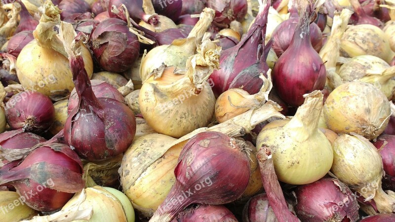 Cebola Vegetal Colheita Branca Vermelha