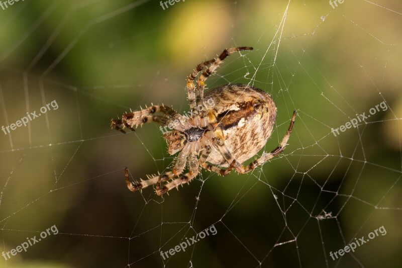 Araneus Spider Web Cobweb Macro