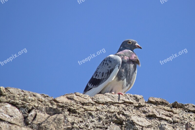 Dove Rock Pigeon Bird Animal Wall