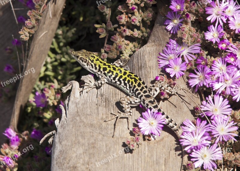 Italian Wall Lizard Reptile Wildlife Nature Looking