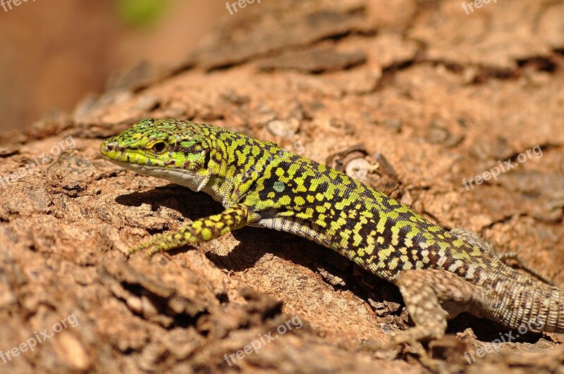 Italian Wall Lizard Reptile Wildlife Nature Looking