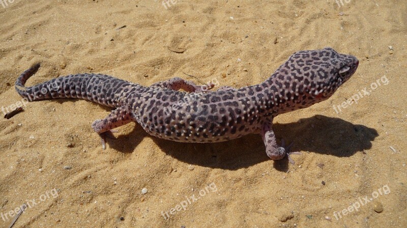 Leopard Gecko Lizard Wild Reptile Sand