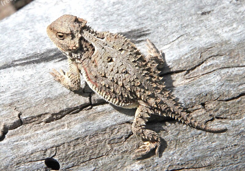 Horned Toad Lizard Camouflage Portrait Profile