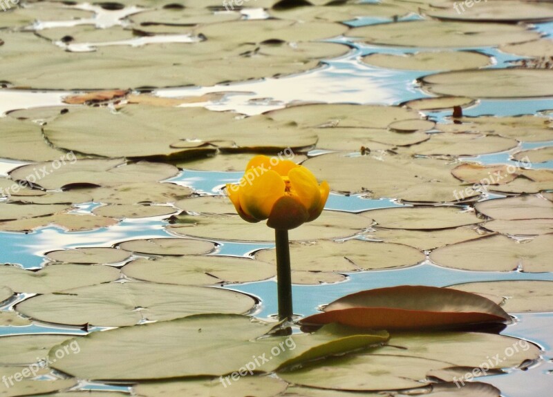 Yellow Pond Lily Flower Plant Water Nature