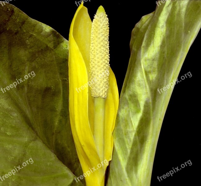 Flower Plant Western Skunk Cabbage Swamp Lantern Blossom