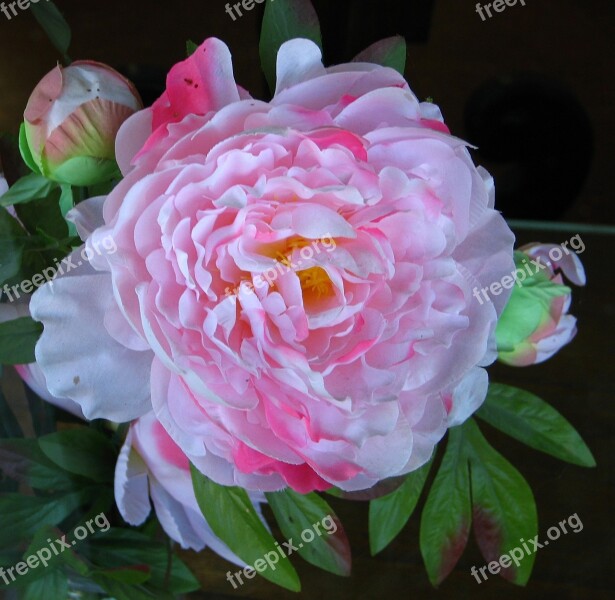 Camellia Pink White Flower Bloom