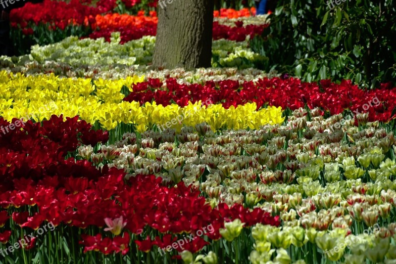 Tulips Garden Blooming Flowers Blossoms