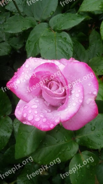 Pink Rose Water Drops Pink Flower Fresh