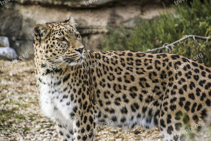 Persian Leopard Leopard Portrait Close Up View