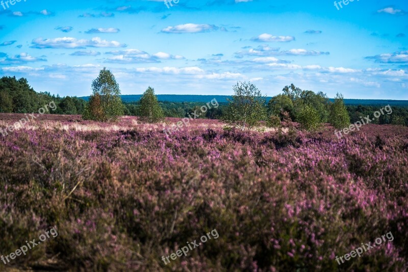 Heide Erika Heather Calluna Purple