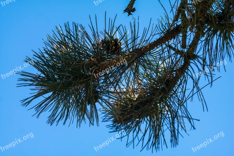 Pine Needles Tap Pine Needles Pine Cones