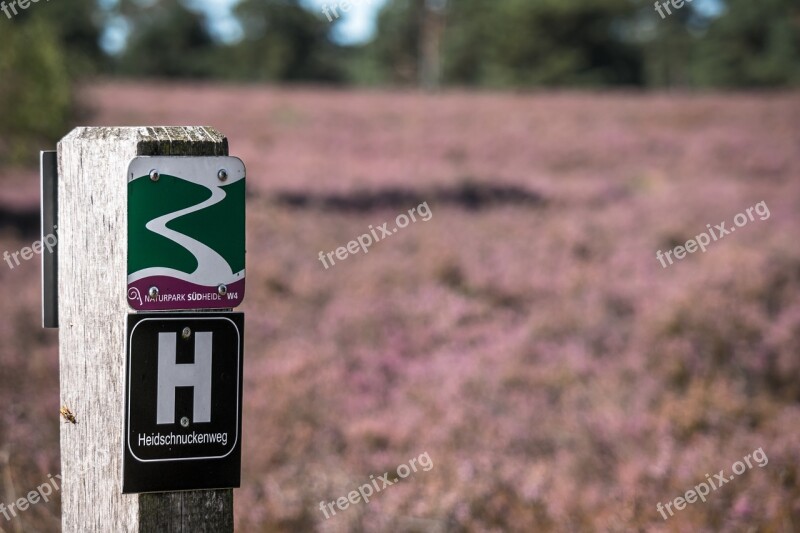 Heide Erika Migratory Character Hiking Heather