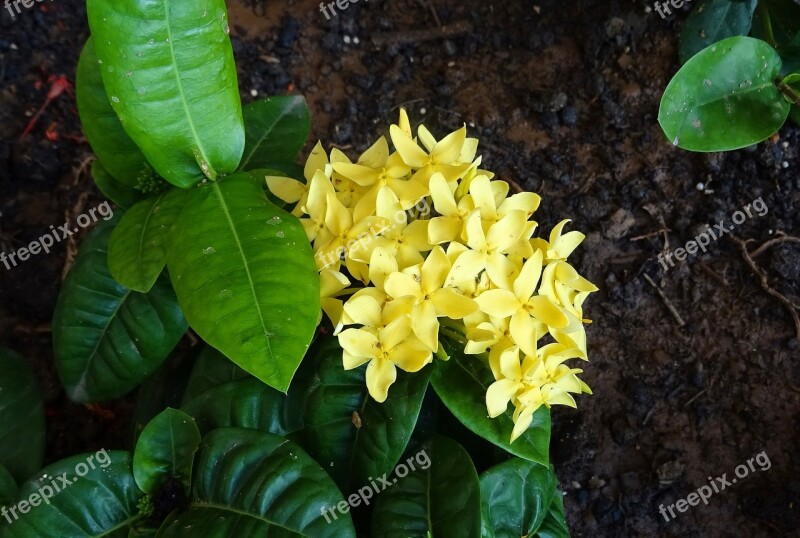 Flower Ixora Jungle Flame Rugmini Ixora Coccinea