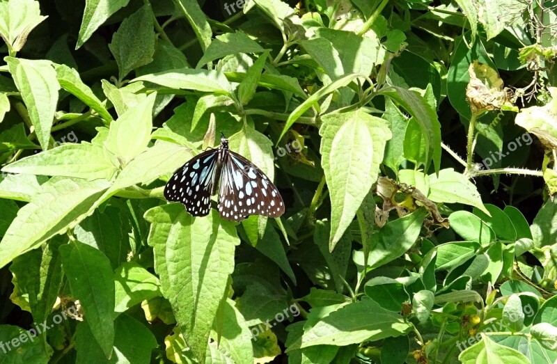 Butterfly Blue Tiger Tirumala Limniace Insect Migratory