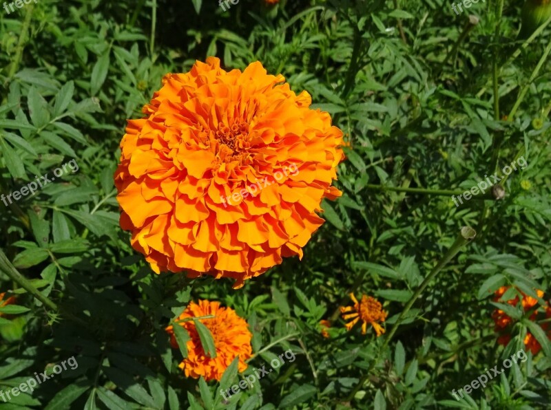 Flower Marigold Orange Field Plant