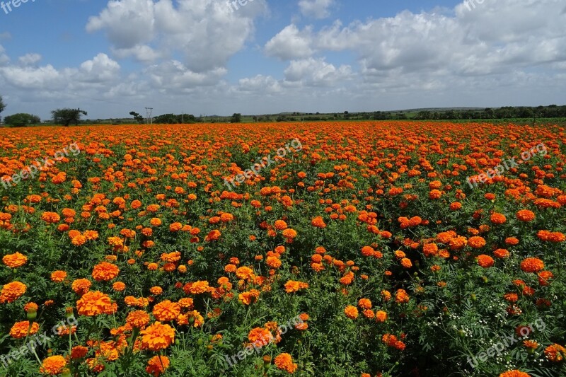 Flower Marigold Orange Field Plant