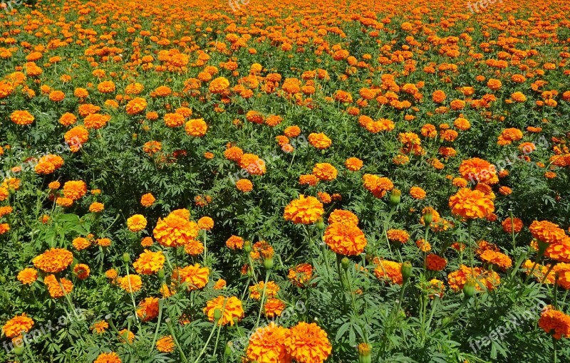 Flower Marigold Orange Field Plant