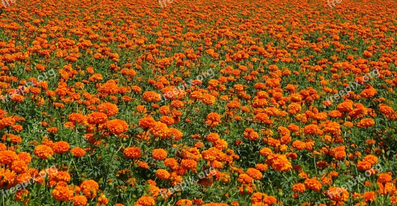 Flower Marigold Orange Field Plant