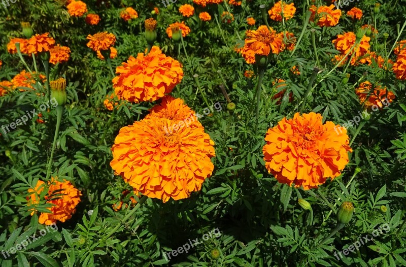 Flower Marigold Orange Field Plant