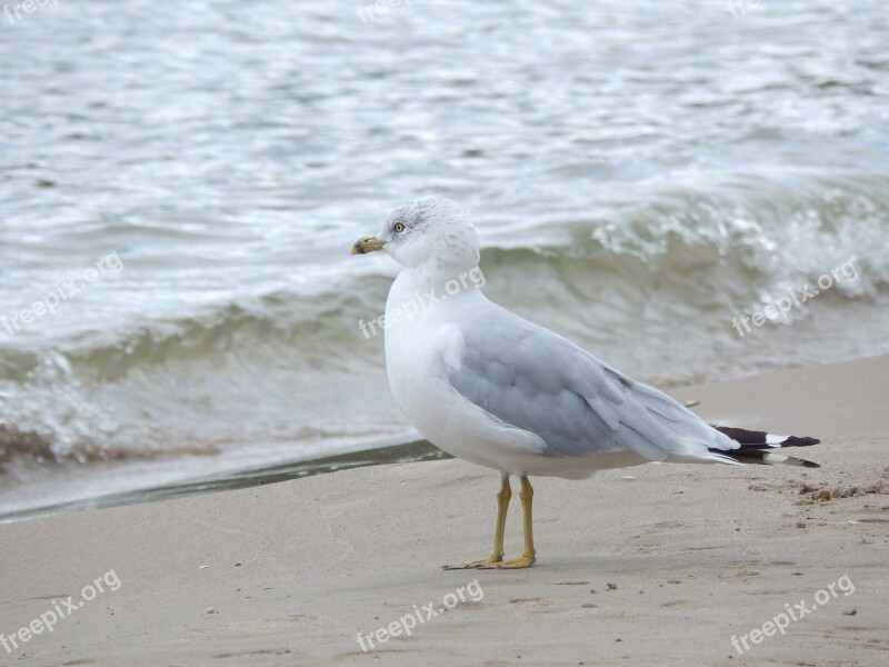 Seagull Shoreline Standing Bird Lapping Waves Beach