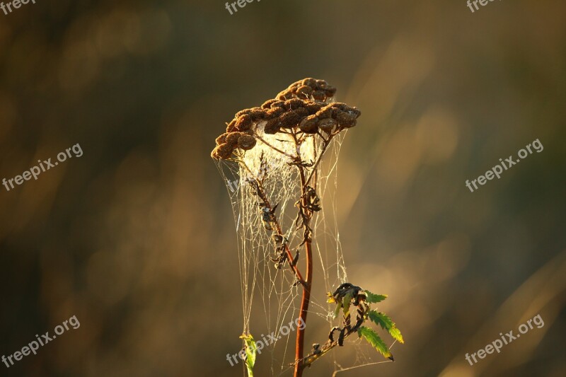 Plant Tansy Cobweb Autumn Wild Flowers