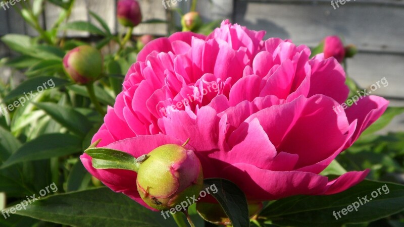 Peony Flower Bud Free Photos