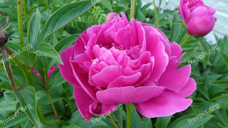 Peony Flower Garden Free Photos